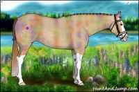 Horse Color:Nacre Red Dun Splash