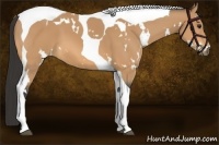 Horse Color:White Spotted Buckskin Tobiano 