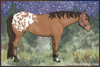 Horse Color:Bay Appaloosa 