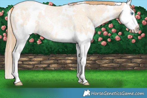 Horse Color:White Spotted Buckskin Roan Pearl Splash Rabicano 