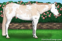Horse Color:White Spotted Buckskin Roan Pearl Splash Rabicano