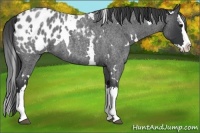 Horse Color:White Spotted Blue Roan Splash Appaloosa 