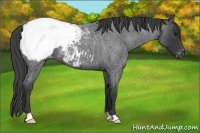 Horse Color:Blue Roan Appaloosa
