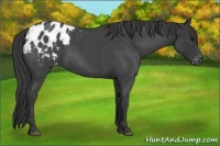 Horse Color:Blue Roan Varnish 
