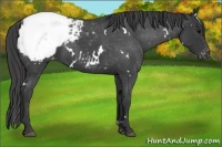 Horse Color:White Spotted Blue Roan Snowcap 