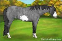 Horse Color:Blue Roan Frame Appaloosa