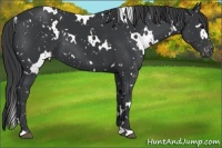 Horse Color:White Spotted Black Snowflake Varnish 