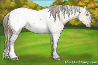 Horse Color:Gray Perlino Ice Appaloosa 