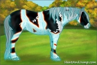 Horse Color:Thunderstruck Black Splash Near Fewspot Rabicano 