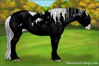 Horse Color:Brown Ice Sabino Splash Appaloosa Rabicano 