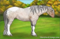 Horse Color:Buckskin Ice Appaloosa 