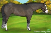 Horse Color:Brown Dun Splash
