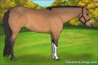 Horse Color:Buckskin 