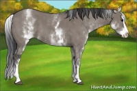 Horse Color:White Spotted Grullo Splash 