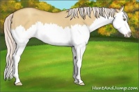 Horse Color:Silver Classic Champagne Dun Splash 