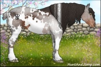 Horse Color:White Spotted Liver Chestnut Appaloosa 