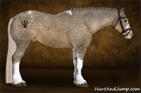 Horse Color:Chocolate Palomino Splash Tobiano Appaloosa Rabicano 