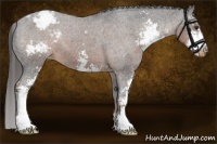Horse Color:Liver Chestnut Sabino Appaloosa 