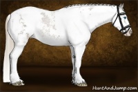 Horse Color:Liver Chestnut Sabino Splash Appaloosa 