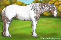 Horse Color:Liver Chestnut Sabino Tobiano Appaloosa 