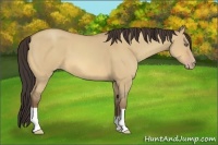 Horse Color:Amber Champagne Dun 