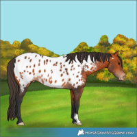 Horse Color:Bay Appaloosa 