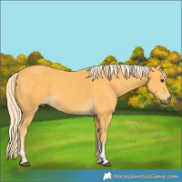 Horse Color:Palomino 