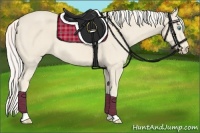 Horse Color:Cremello 