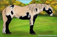 Horse Color:Chestnut Sabino Splash Appaloosa 