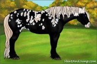 Horse Color:Chestnut Sabino Splash Appaloosa 