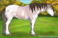 Horse Color:Bay Ice Sabino Splash Appaloosa 