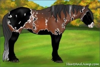Horse Color:White Spotted Bay Splash Snowcap 