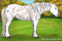 Horse Color:Chestnut Ice Sabino Splash Appaloosa