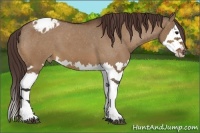 Horse Color:Bay Dun Sabino Splash Appaloosa 
