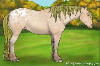 Horse Color:Painted Amber Champagne Appaloosa