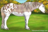 Horse Color:Plaid  Chestnut Sabino Splash Appaloosa 