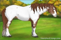 Horse Color:Chestnut Sabino Splash Appaloosa 