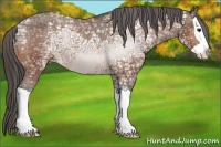 Horse Color:Bay Ice Splash Appaloosa