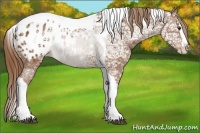 Horse Color:Chestnut Ice Splash Tobiano Appaloosa 