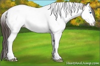 Horse Color:Bay Ice Splash Tobiano Appaloosa