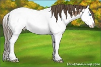 Horse Color:Buckskin Sabino Splash Appaloosa 