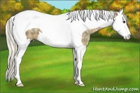 Horse Color:Plaid Palomino Ice Sabino Splash Tobiano