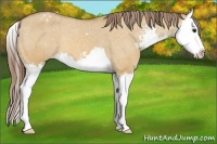 Horse Color:Bay Dun Sabino Splash Appaloosa