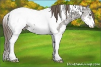 Horse Color:Grullo Ice Sabino Splash Tobiano Appaloosa 