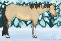 Horse Color:Buckskin Dun Tobiano 