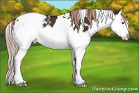 Horse Color:White Spotted Liver Chestnut Splash Varnish 