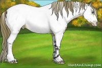 Horse Color:White Spotted Buckskin Splash Appaloosa
