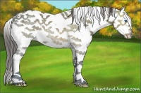 Horse Color:Buckskin Ice Sabino Splash Rabicano