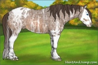 Horse Color:Buckskin Ice Sabino Splash Appaloosa 