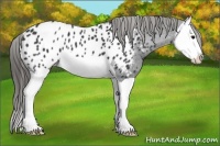 Horse Color:Black Splash Near Leopard